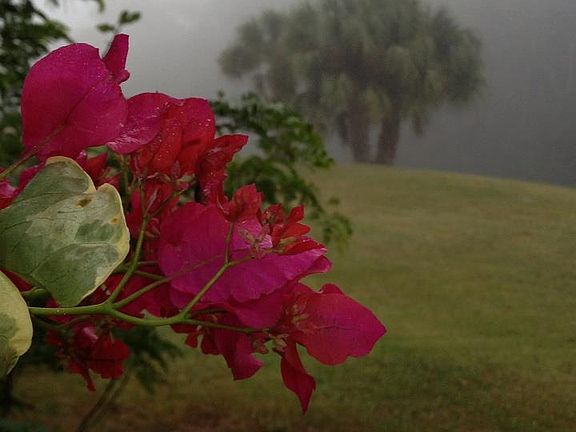 back canal in early morning