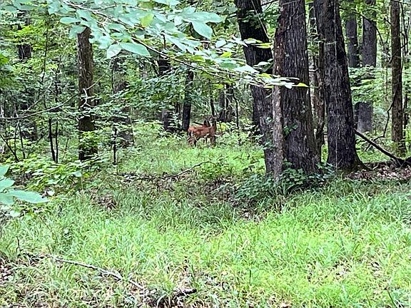 Whitetail Deer Observered During a Recent Site Visit