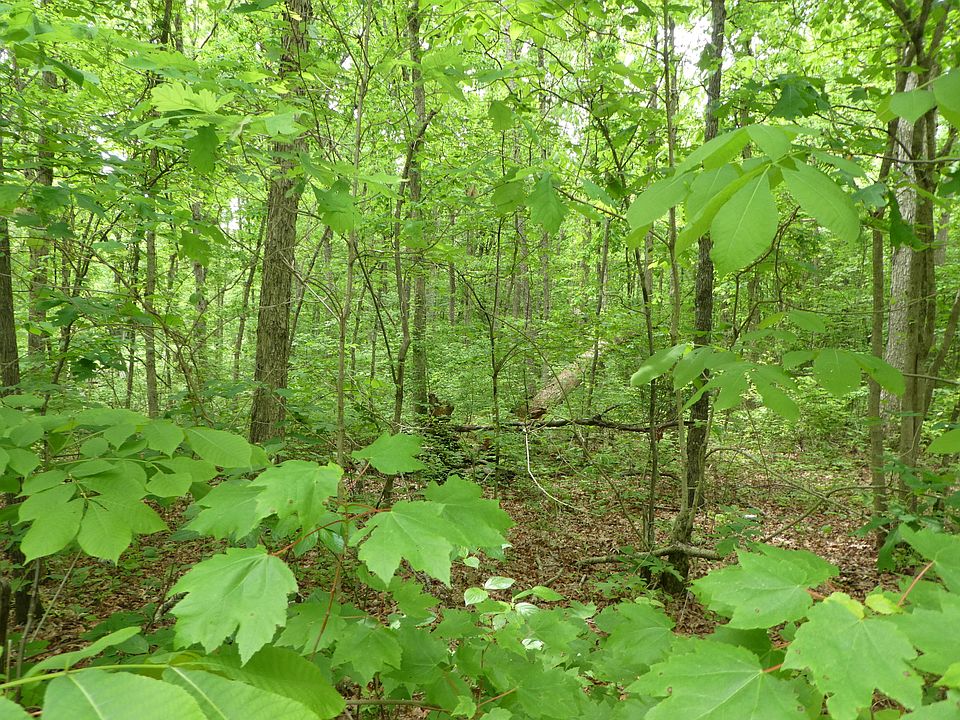 2nd image of George Young Rd