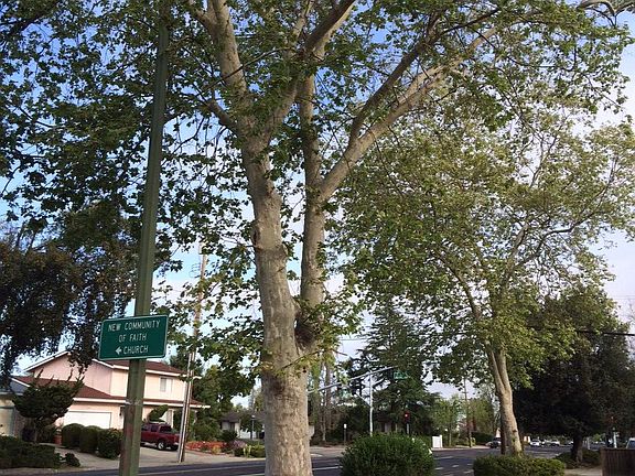 On A Quiet Tree Lined Street Walk to The Best Cupertino Sch