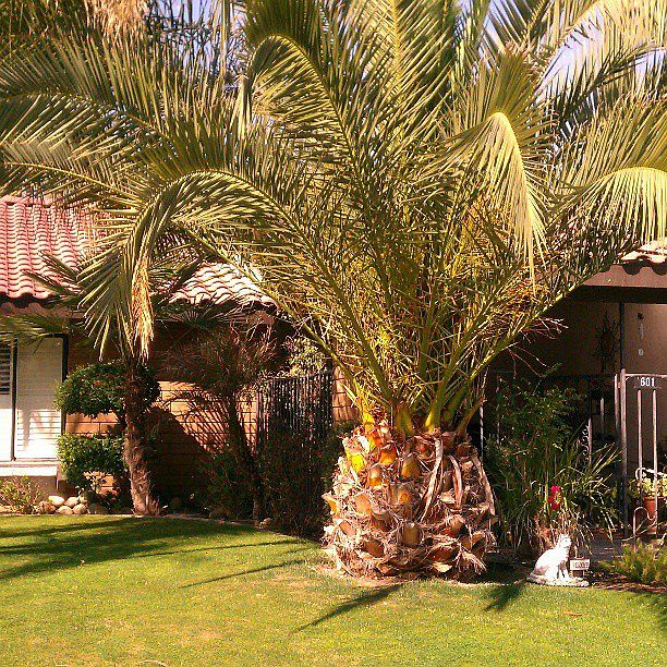 Tropical landscape
