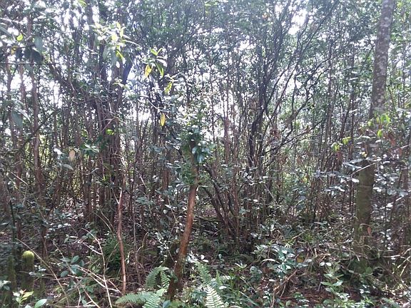 3rd image of Sandalwood Ct Lot 41
