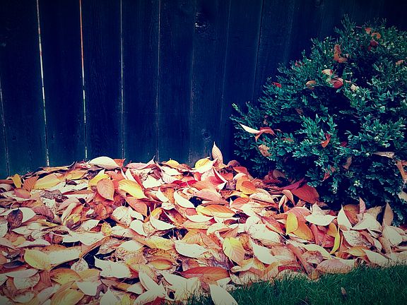 Backyard Fall