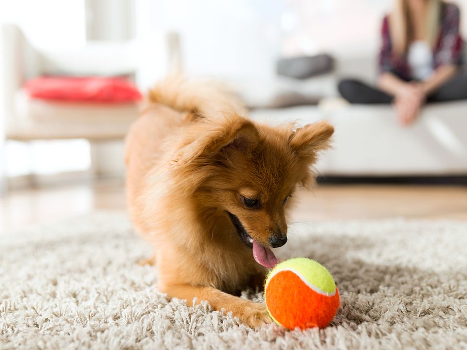 Pets will love living their new home too!