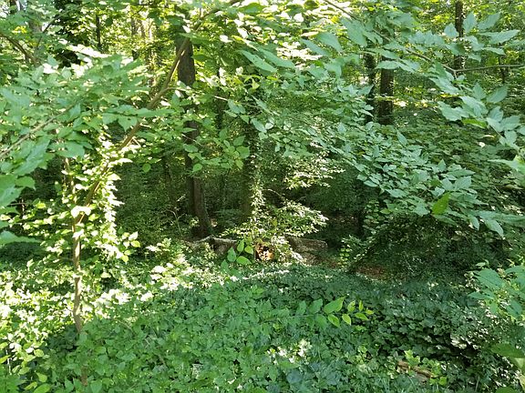 Creek behind the trees