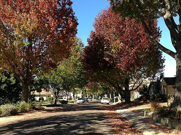 Fall trees