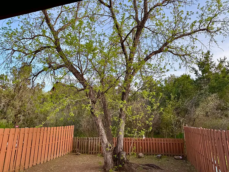walnut tree with new leaves