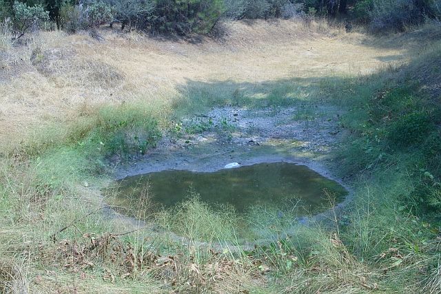 Natural pond site