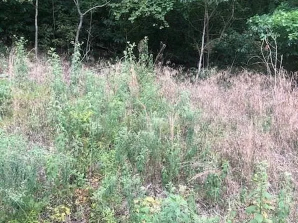 Coral Ln, Eureka Springs, AR 72631