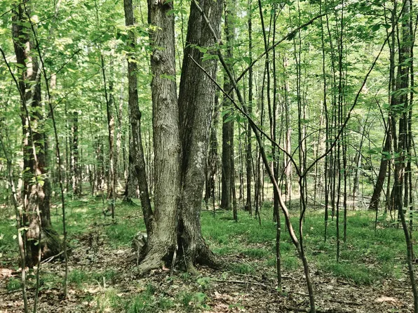 Off Hwy #8-40ACRES, Brantwood, WI 54513