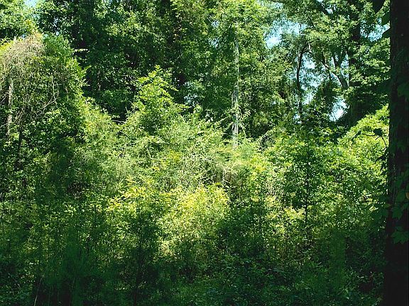 Vacant land.