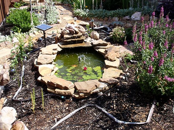 Pond with fish - never need to feed them... they eat the algea and bugs