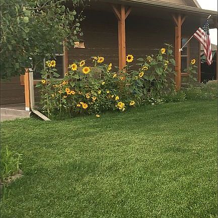 Summer sunflowers 