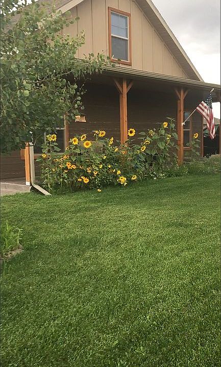 Summer sunflowers 
