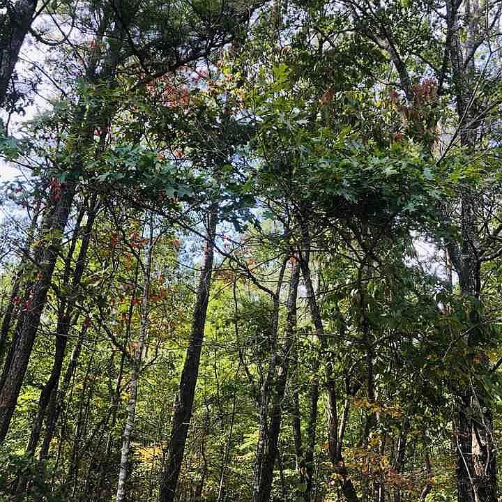 2nd image of 0 County Road 642