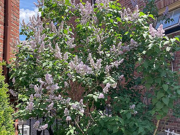 Building 5 lilacs