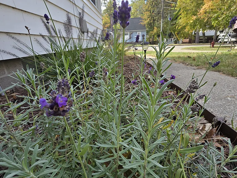 One of many Lavendar plantson the property.