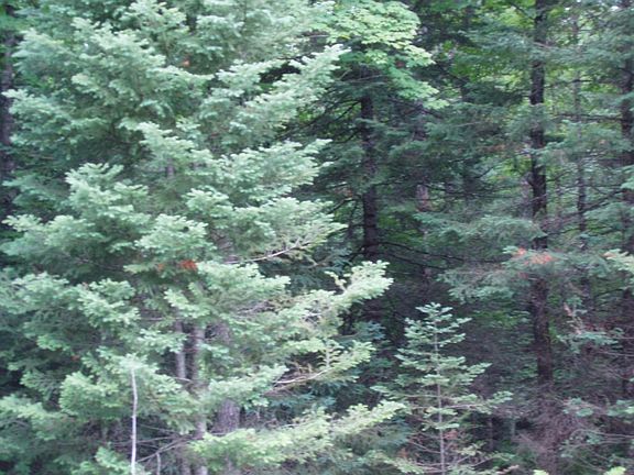 5th image of On Morse Road