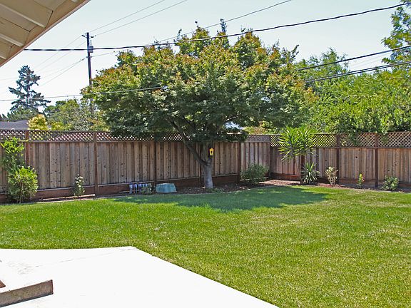 Mature japanese maple