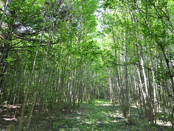 4th image of Tbd Tunica Trce