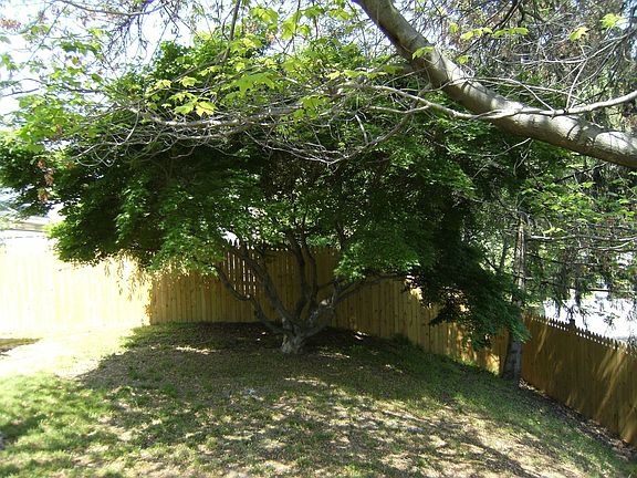 Backyard w/giant Japanese Maple tree