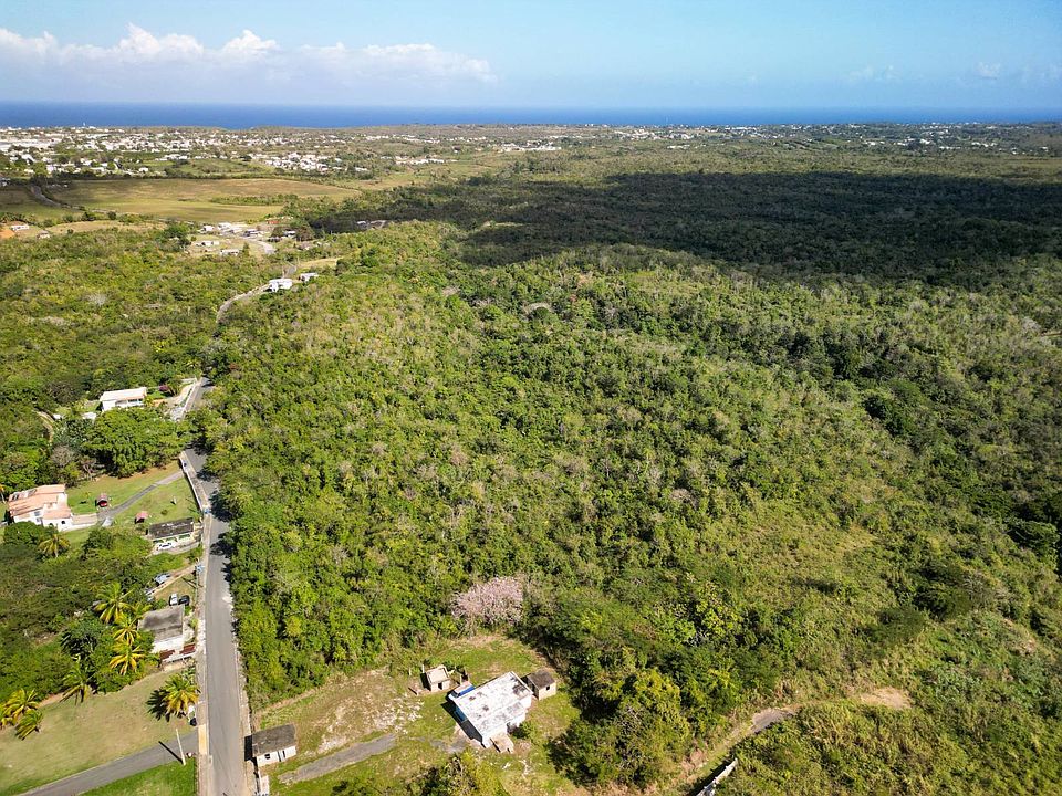 1st image of Pr4459 Ceiba Alta
