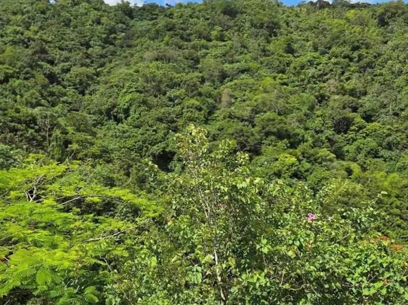 CARR 15 KM 21, CAYEY, PR 00736