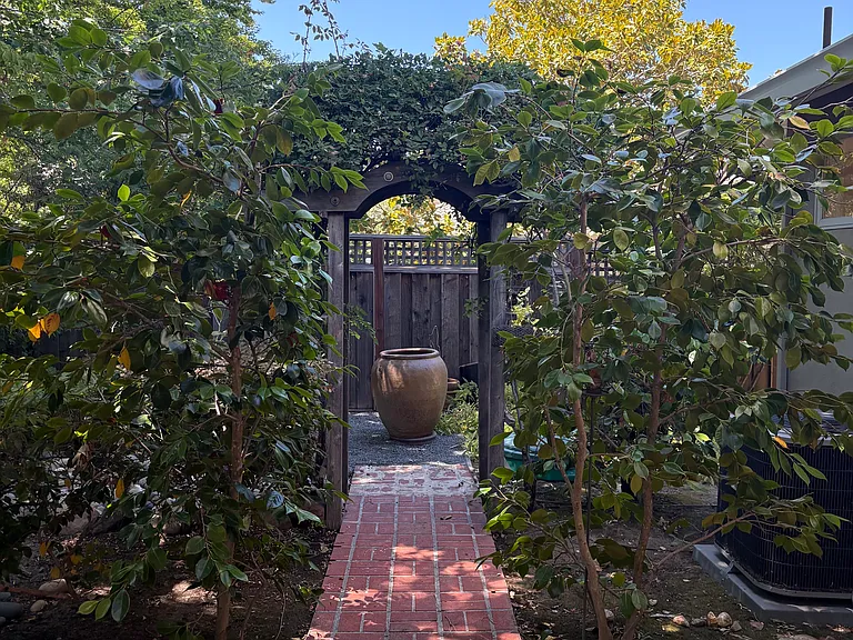 Beyond the back yard trellis
