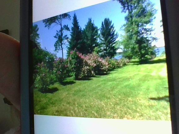 Lilac bushes down to lake.