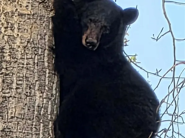 Nhn Hollopeter Rd, Condon, MT 59826