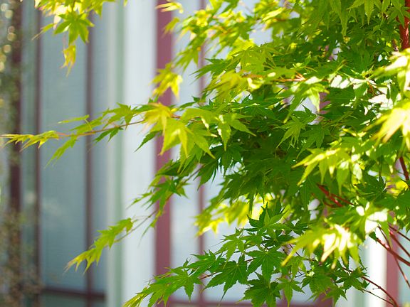 Japanese Maple tree in front