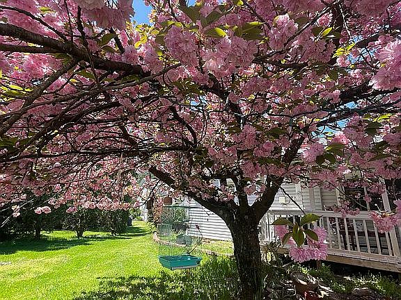Cherry Blossom front yard