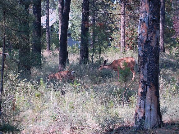 Plenty of Wildlife