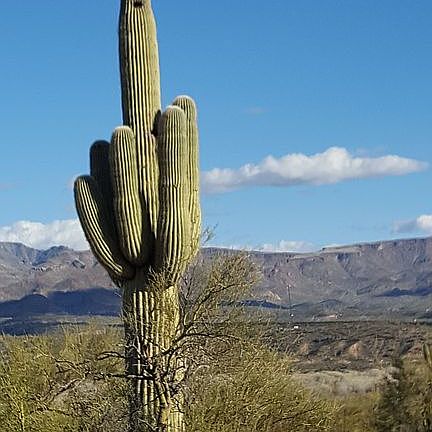 View w/Sagauro Cactus