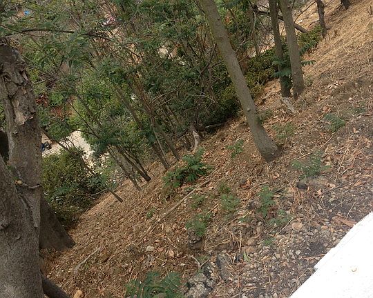 5th image of 416 Quail Dr