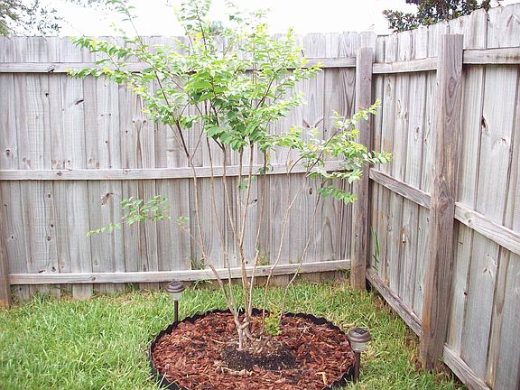 City of Sanford gave us this Myrtle