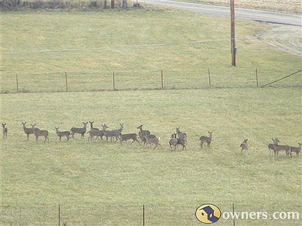 Deer grazing at base of property