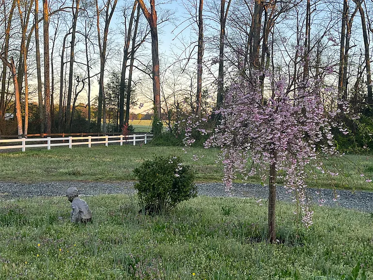 The center of the circular driveway has a weeping cherry tree. There are also apple trees, crepe myrtles and peach trees planted.