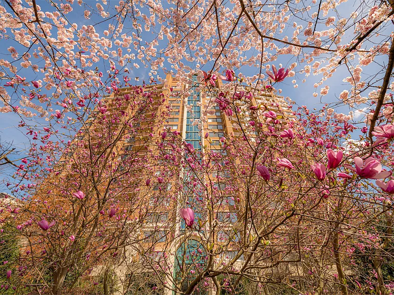 The Magnolia — Photo 33