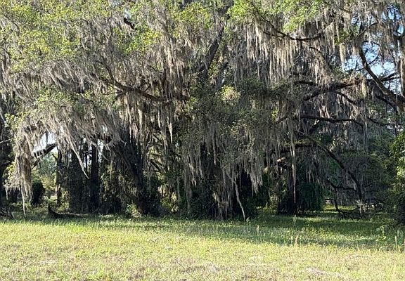 3rd image of NW Treeline Gln