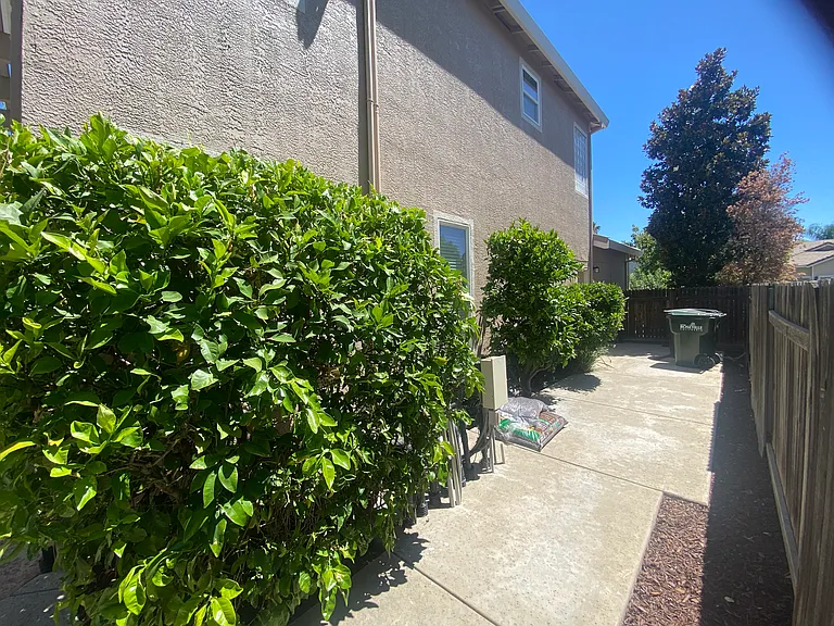 Mature fruit trees -- grapefruit, lemon, Mexican lime, pomogranate, grapes