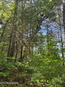 Tall Pines Way, Sevierville, TN, 37876