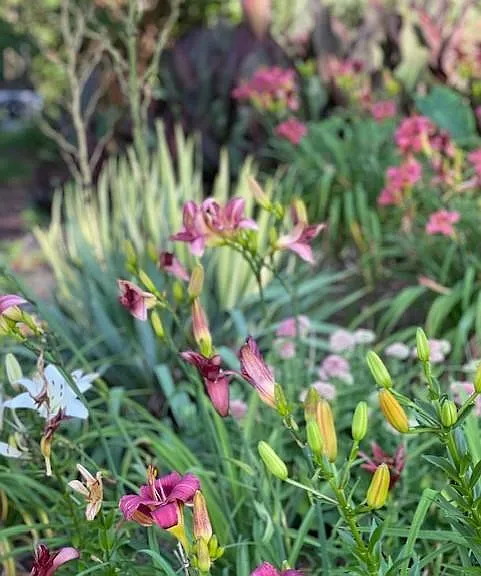 Lillies from the front yard garden