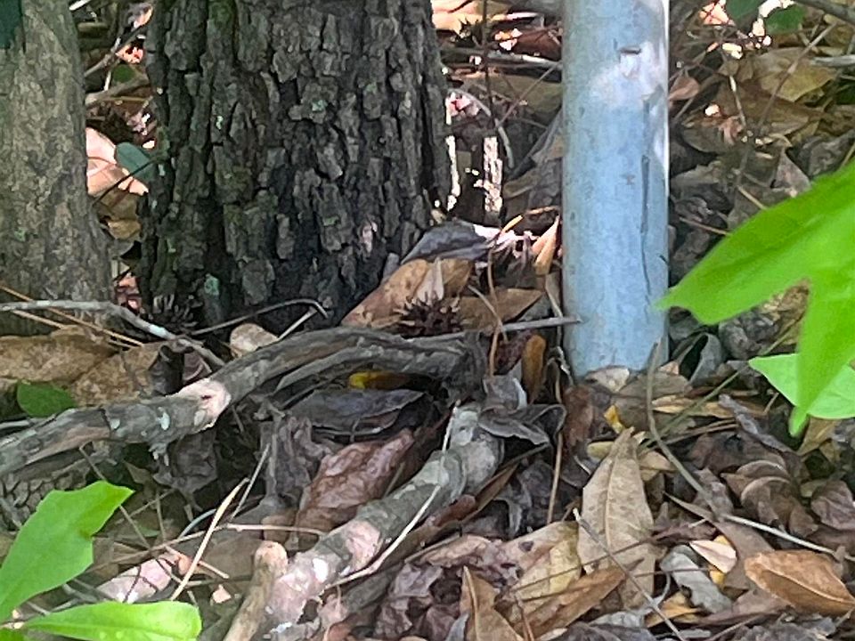 2nd image of Dobson Rd