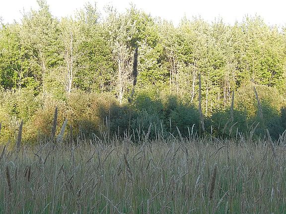 West field looking east