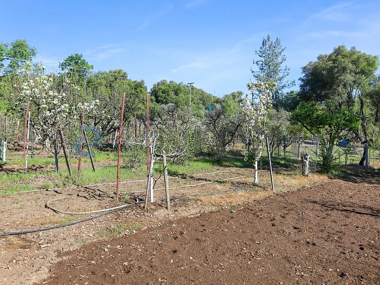 Fruit Orchard