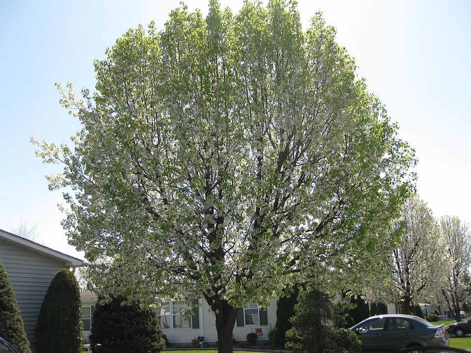 2nd image of 32 Bentwood Cir