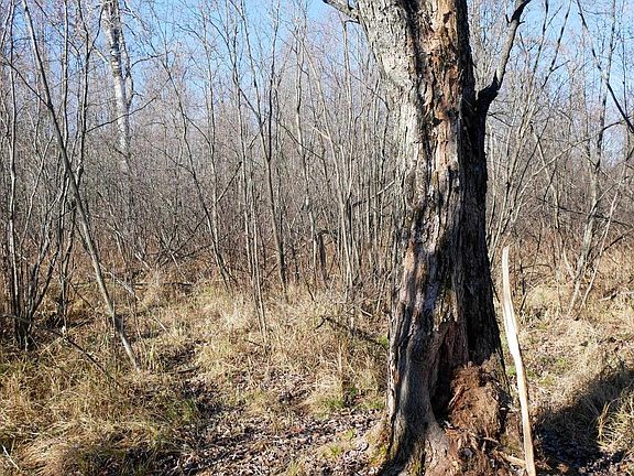 5th image of +/-21.35 Acres COUNTY ROAD M