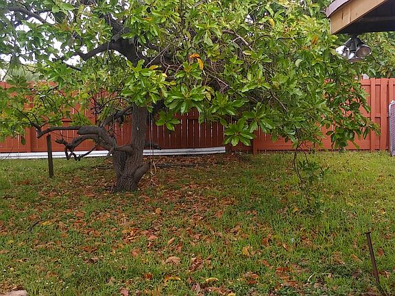 Back yard