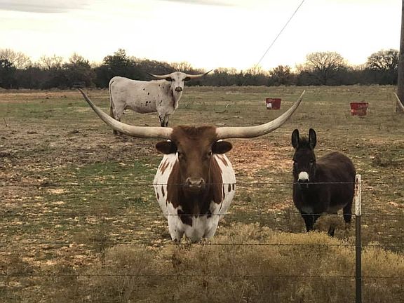 Neighbors cows and donkey